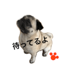パグのきなこ（個別スタンプ：3）