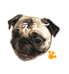 パグのきなこ（個別スタンプ：6）