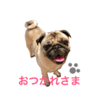 パグのきなこ（個別スタンプ：7）