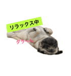 パグのきなこ（個別スタンプ：14）