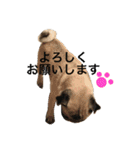 パグのきなこ（個別スタンプ：17）
