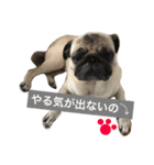 パグのきなこ（個別スタンプ：20）