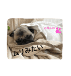 パグのきなこ（個別スタンプ：22）