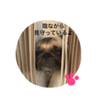 パグのきなこ（個別スタンプ：23）