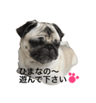 パグのきなこ（個別スタンプ：24）