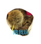 yangyangyang cute（個別スタンプ：8）
