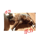 ニャンダフルスタイル（個別スタンプ：4）