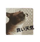 ニャンダフルスタイル（個別スタンプ：8）