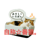 仲たがい猫。ねねとのの（個別スタンプ：1）
