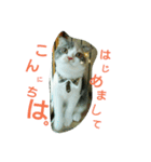 仲たがい猫。ねねとのの（個別スタンプ：2）