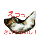 仲たがい猫。ねねとのの（個別スタンプ：3）