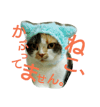 仲たがい猫。ねねとのの（個別スタンプ：7）