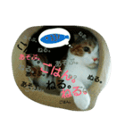 仲たがい猫。ねねとのの（個別スタンプ：9）