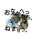 仲たがい猫。ねねとのの（個別スタンプ：10）