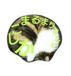 仲たがい猫。ねねとのの（個別スタンプ：15）