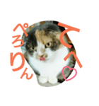 仲たがい猫。ねねとのの（個別スタンプ：16）