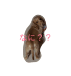 我が家のスターメルたんのスタンプ（個別スタンプ：1）