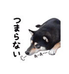 黒柴Gちゃん。3（個別スタンプ：18）