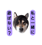 黒柴Gちゃん。3（個別スタンプ：32）