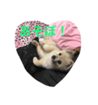 エース君♡（個別スタンプ：6）