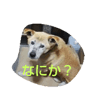 シーザーです（個別スタンプ：2）