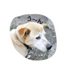 シーザーです（個別スタンプ：6）