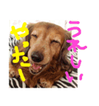 mtn（個別スタンプ：3）