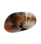 corgi mofu（個別スタンプ：1）