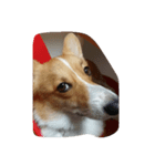 corgi mofu（個別スタンプ：3）