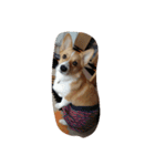 corgi mofu（個別スタンプ：4）