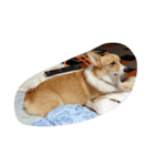 corgi mofu（個別スタンプ：5）