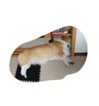 corgi mofu（個別スタンプ：6）