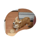 corgi mofu（個別スタンプ：7）