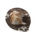 corgi mofu（個別スタンプ：8）