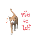 Cat will control the earth（個別スタンプ：20）