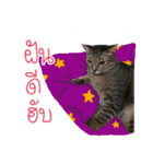 Cat will control the earth（個別スタンプ：40）