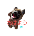 柴のテンくん（個別スタンプ：1）