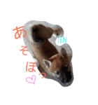 柴のテンくん（個別スタンプ：5）
