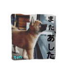 柴のテンくん（個別スタンプ：7）