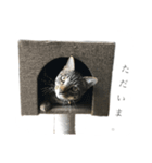 cee＆coo（個別スタンプ：1）