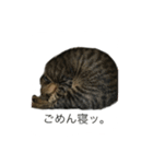 cee＆coo（個別スタンプ：8）