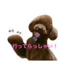 トイ・プードル イチ ちびアシメカット（個別スタンプ：5）