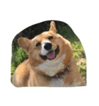 こたきち¨̮ )/（個別スタンプ：1）