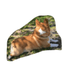 こたきち¨̮ )/（個別スタンプ：2）