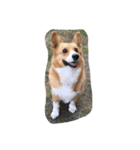 こたきち¨̮ )/（個別スタンプ：3）
