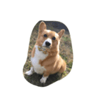 こたきち¨̮ )/（個別スタンプ：5）
