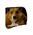 こたきち¨̮ )/（個別スタンプ：6）