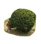 こたきち¨̮ )/（個別スタンプ：7）