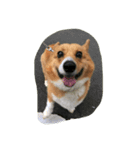 こたきち¨̮ )/（個別スタンプ：8）