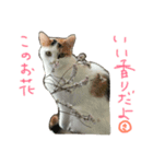 はなことさくら（個別スタンプ：1）